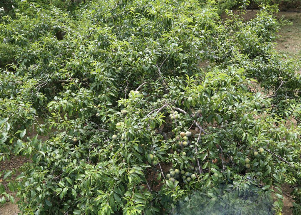 Sa House Bac Ha Lägenhet Exteriör bild